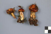 Suillus glandulosus image